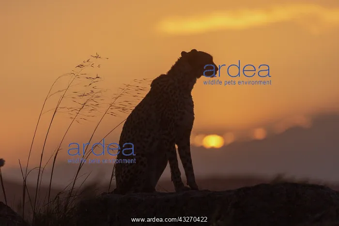 : Guepard (Acinonyx jubatus), present en Afrique : Guepard (Acinonyx jubatus), present en Afrique