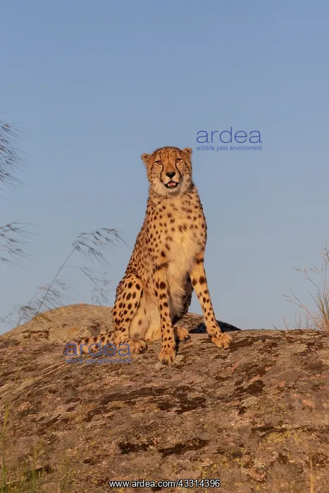 : Guepard (Acinonyx jubatus), present en Afrique : Guepard (Acinonyx jubatus), present en Afrique