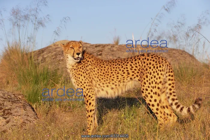 : Guepard (Acinonyx jubatus), present en Afrique : Guepard (Acinonyx jubatus), present en Afrique