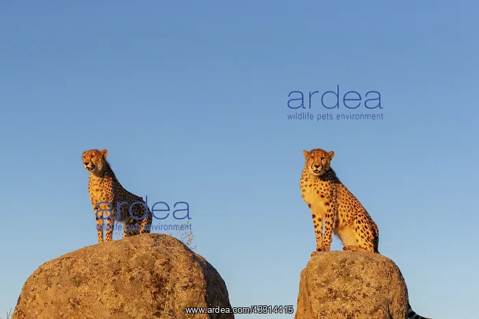 : Guepard (Acinonyx jubatus), present en Afrique : Guepard (Acinonyx jubatus), present en Afrique