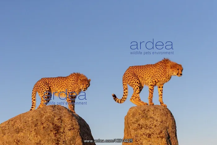: Guepard (Acinonyx jubatus), present en Afrique : Guepard (Acinonyx jubatus), present en Afrique