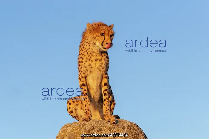 : Guepard (Acinonyx jubatus), present en Afrique : Guepard (Acinonyx jubatus), present en Afrique