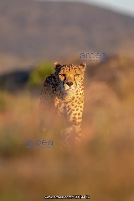 : Guepard (Acinonyx jubatus), present en Afrique : Guepard (Acinonyx jubatus), present en Afrique