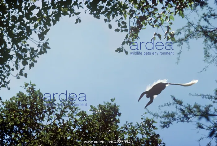 : Guereza / Black & White Colobus / Magistrate Colobus : Guereza / Black & White Colobus / Magistrate Colobus