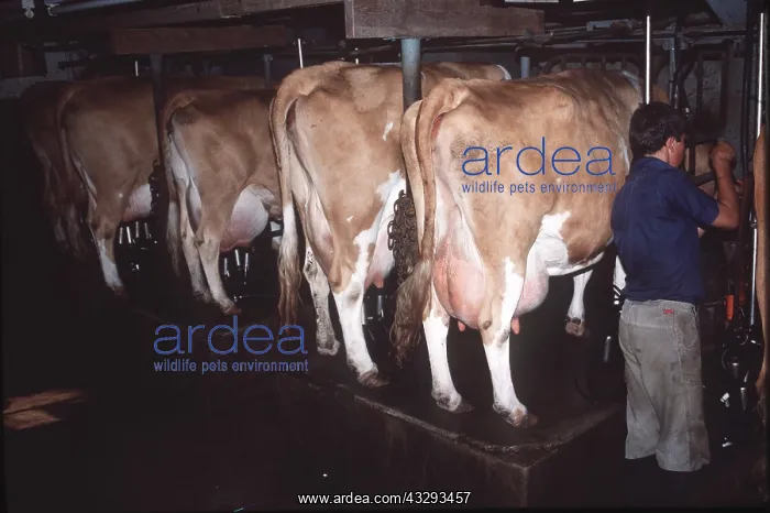  : GUERNSEY COWS - being milked