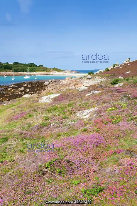 : Gugh - St Agnes : Gugh - St Agnes