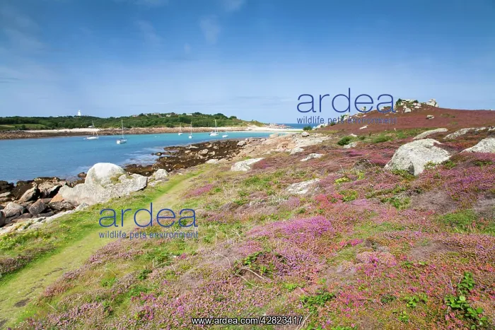 : Gugh - St Agnes : Gugh - St Agnes