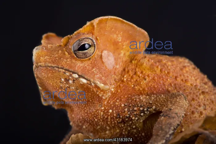 : Guiana Shield Leaf Toad (Rhinella lescurei) is a : Guiana Shield Leaf Toad (Rhinella lescurei) is a