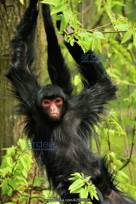 : Guiana Spider Monkey / Red-faced Black Spider Monkey : Guiana Spider Monkey / Red-faced Black Spider Monkey