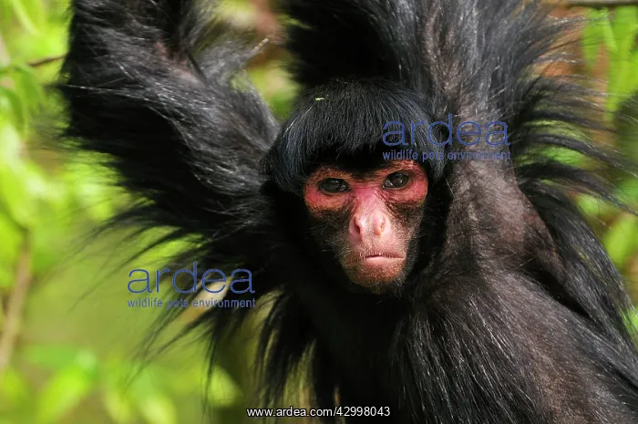 : Guiana Spider Monkey / Red-faced Black Spider Monkey : Guiana Spider Monkey / Red-faced Black Spider Monkey