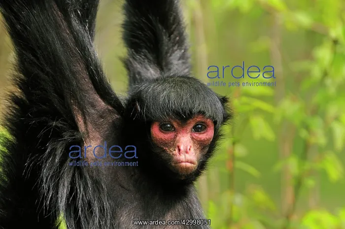: Guiana Spider Monkey / Red-faced Black Spider Monkey : Guiana Spider Monkey / Red-faced Black Spider Monkey