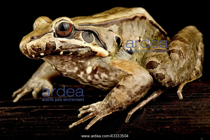 : Guiana White-lipped frog (Leptodactylus guianens : Guiana White-lipped frog (Leptodactylus guianens