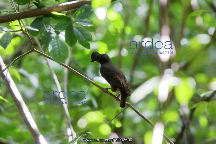 : Guianan Cock-of-the-rock : Guianan Cock-of-the-rock