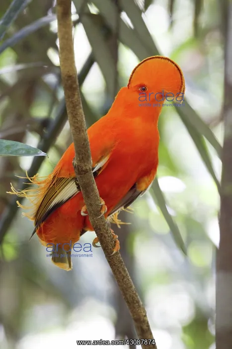 : Guianan Cock-of-the-Rock : Guianan Cock-of-the-Rock