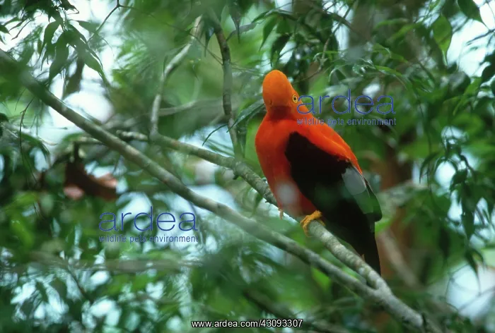 : Guianan Cock-of-the-rock : Guianan Cock-of-the-rock