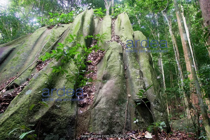 : Guianan Cock-of-the-rock habitat. Granite rocks : Guianan Cock-of-the-rock habitat. Granite rocks