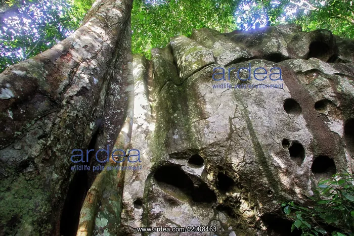 : Guianan Cock-of-the-rock habitat. Granite rocks : Guianan Cock-of-the-rock habitat. Granite rocks