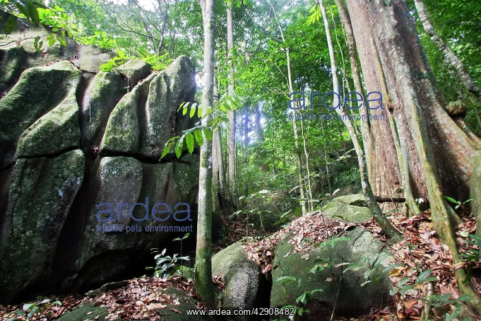 : Guianan Cock-of-the-rock habitat. Granite rocks : Guianan Cock-of-the-rock habitat. Granite rocks