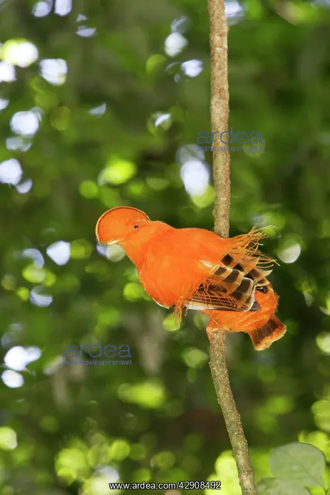  : Guianan Cock-of-the-rock - male