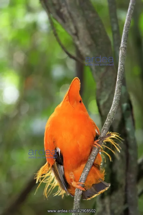 : Guianan Cock-of-the-rock - male : Guianan Cock-of-the-rock - male