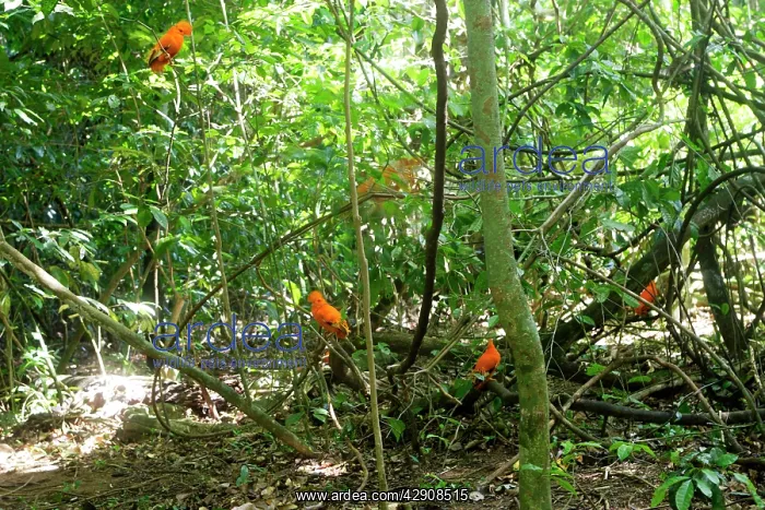 : Guianan Cock-of-the-rock - male : Guianan Cock-of-the-rock - male