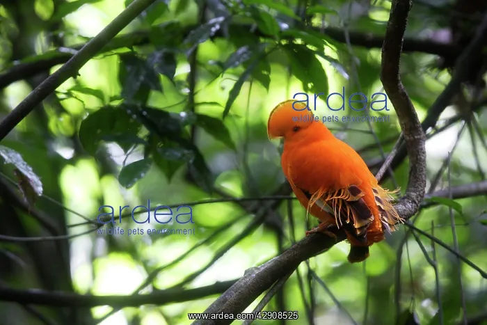 : Guianan Cock-of-the-rock - male : Guianan Cock-of-the-rock - male