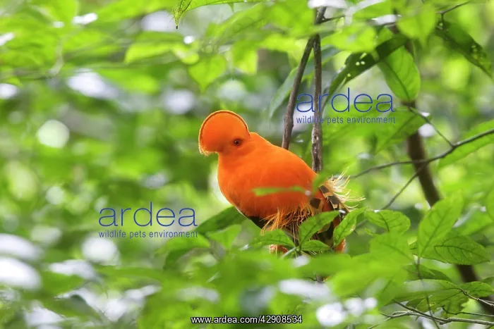 : Guianan Cock-of-the-rock - male : Guianan Cock-of-the-rock - male