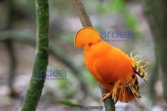 : Guianan Cock-of-the-rock - male : Guianan Cock-of-the-rock - male