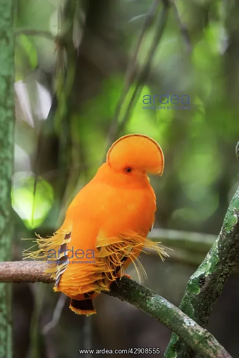 : Guianan Cock-of-the-rock - male : Guianan Cock-of-the-rock - male