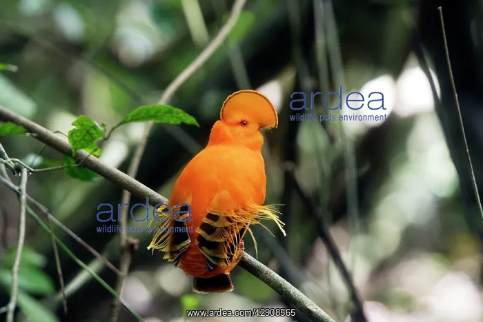 : Guianan Cock-of-the-rock - male : Guianan Cock-of-the-rock - male