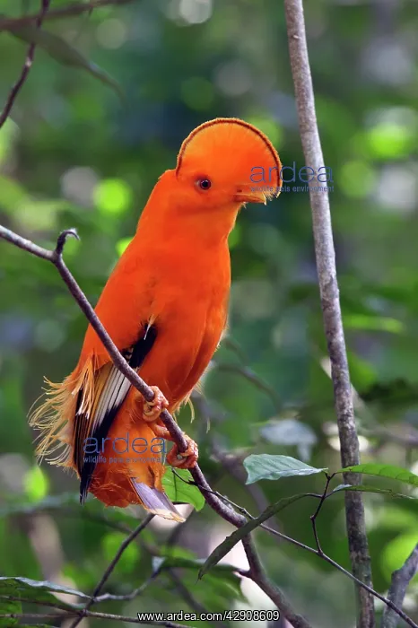 : Guianan Cock-of-the-rock - male : Guianan Cock-of-the-rock - male