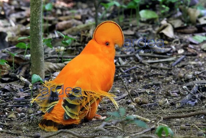 : Guianan Cock-of-the-rock - male : Guianan Cock-of-the-rock - male