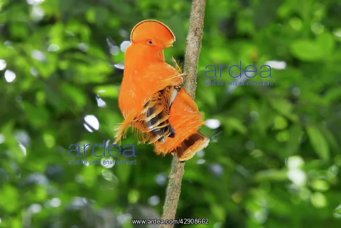 : Guianan Cock-of-the-rock - male : Guianan Cock-of-the-rock - male