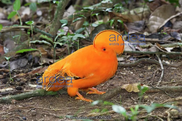 : Guianan Cock-of-the-rock - male : Guianan Cock-of-the-rock - male