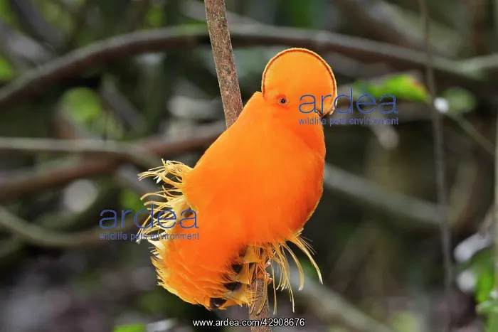 : Guianan Cock-of-the-rock - male : Guianan Cock-of-the-rock - male