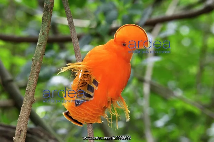 : Guianan Cock-of-the-rock - male : Guianan Cock-of-the-rock - male