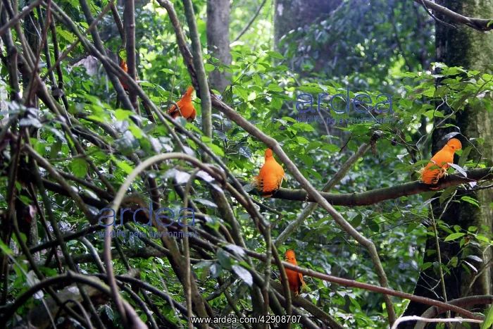 : Guianan Cock-of-the-rock - male : Guianan Cock-of-the-rock - male