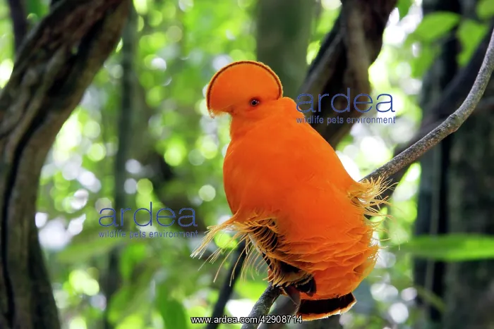 : Guianan Cock-of-the-rock - male : Guianan Cock-of-the-rock - male