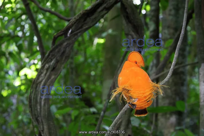: Guianan Cock-of-the-rock - male : Guianan Cock-of-the-rock - male