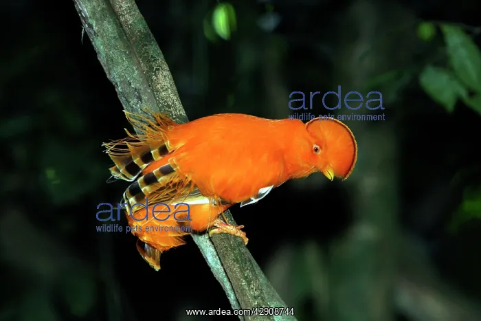  : Guianan Cock-of-the-rock - male