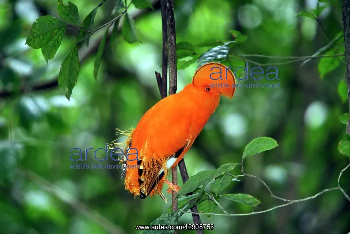 : Guianan Cock-of-the-rock - male : Guianan Cock-of-the-rock - male