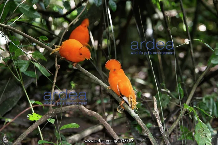 : Guianan Cock-of-the-rock - male confrontation : Guianan Cock-of-the-rock - male confrontation