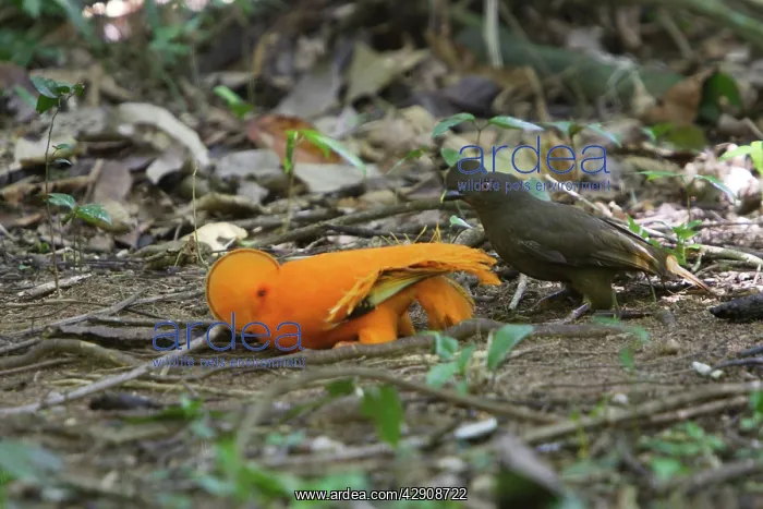 : Guianan Cock-of-the-rock - male & female courtship : Guianan Cock-of-the-rock - male & female courtship