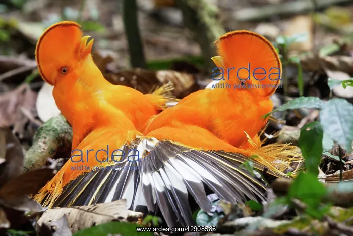: Guianan Cock-of-the-rock - two males fighting : Guianan Cock-of-the-rock - two males fighting