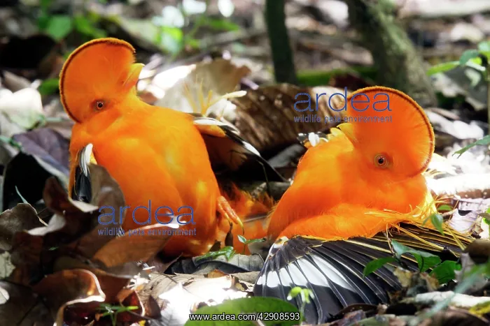 : Guianan Cock-of-the-rock - two males fighting : Guianan Cock-of-the-rock - two males fighting