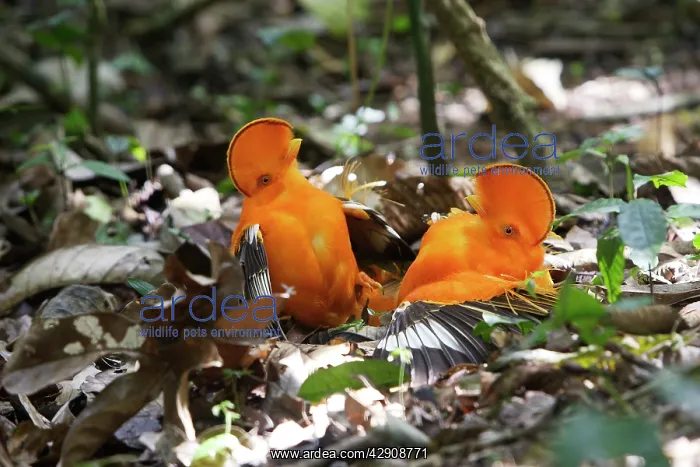 : Guianan Cock-of-the-rock - males fighting : Guianan Cock-of-the-rock - males fighting