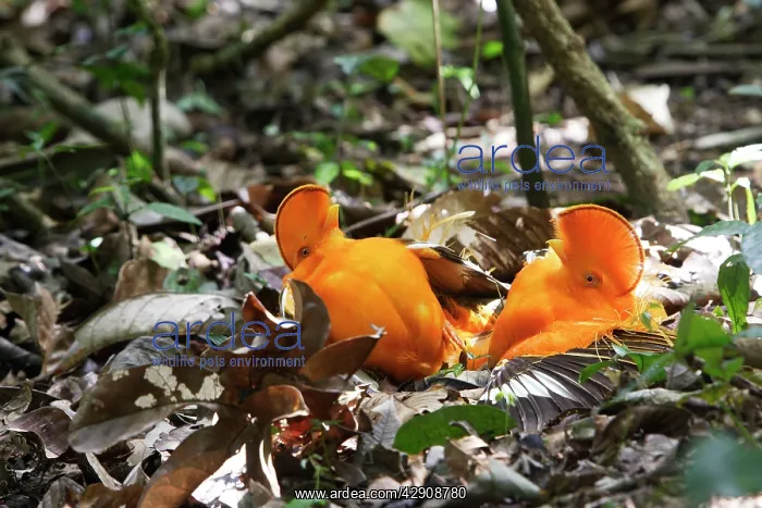 : Guianan Cock-of-the-rock - males fighting : Guianan Cock-of-the-rock - males fighting