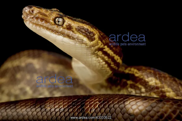 : Guianan shield Brown rainbow Boa (Epicrates maur : Guianan shield Brown rainbow Boa (Epicrates maur