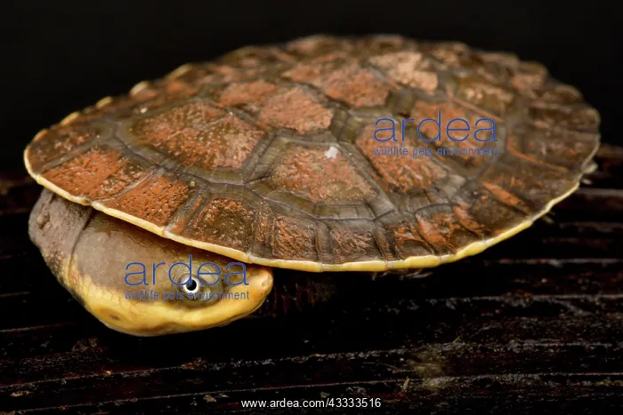 : Guianan Toadhead Turtle (Mesoclemmys nasuta), on : Guianan Toadhead Turtle (Mesoclemmys nasuta), on