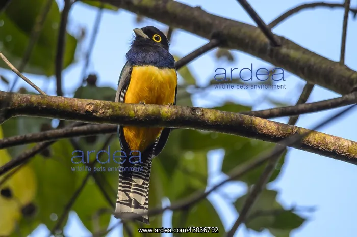 : Guianan (Violaceous) Trogon - Guianan Trogon perched : Guianan (Violaceous) Trogon - Guianan Trogon perched